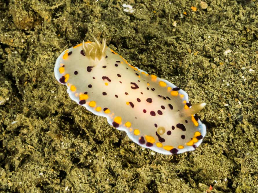 Goniobranchus kitae